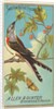 Swallow-tailed Flycatcher, from the Birds of America series for Allen & Ginter Cigare…, 1888 by Allen & Ginter