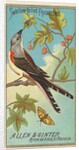 Swallow-tailed Flycatcher, from the Birds of America series for Allen & Ginter Cigare…, 1888 by Allen & Ginter