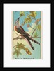 Swallow-tailed Flycatcher, from the Birds of America series for Allen & Ginter Cigare…, 1888 by Allen & Ginter