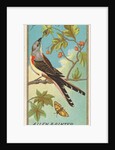 Swallow-tailed Flycatcher, from the Birds of America series for Allen & Ginter Cigare…, 1888 by Allen & Ginter