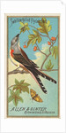Swallow-tailed Flycatcher, from the Birds of America series for Allen & Ginter Cigare…, 1888 by Allen & Ginter