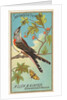 Swallow-tailed Flycatcher, from the Birds of America series for Allen & Ginter Cigare…, 1888 by Allen & Ginter