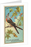 Swallow-tailed Flycatcher, from the Birds of America series for Allen & Ginter Cigare…, 1888 by Allen & Ginter