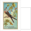 Swallow-tailed Flycatcher, from the Birds of America series for Allen & Ginter Cigare…, 1888 by Allen & Ginter