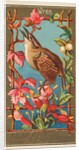 Wren, from the Birds of America series for Allen & Ginter Cigarettes Brands, 1888 by Allen & Ginter