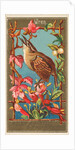 Wren, from the Birds of America series for Allen & Ginter Cigarettes Brands, 1888 by Allen & Ginter