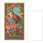 Wren, from the Birds of America series for Allen & Ginter Cigarettes Brands, 1888 by Allen & Ginter