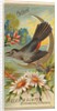 Catbird, from the Birds of America series for Allen & Ginter Cigarettes Brands, 1888 by Allen & Ginter