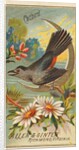 Catbird, from the Birds of America series for Allen & Ginter Cigarettes Brands, 1888 by Allen & Ginter