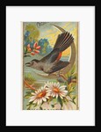 Catbird, from the Birds of America series for Allen & Ginter Cigarettes Brands, 1888 by Allen & Ginter
