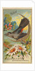 Catbird, from the Birds of America series for Allen & Ginter Cigarettes Brands, 1888 by Allen & Ginter