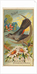 Catbird, from the Birds of America series for Allen & Ginter Cigarettes Brands, 1888 by Allen & Ginter
