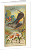 Catbird, from the Birds of America series for Allen & Ginter Cigarettes Brands, 1888 by Allen & Ginter