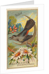Catbird, from the Birds of America series for Allen & Ginter Cigarettes Brands, 1888 by Allen & Ginter