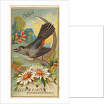 Catbird, from the Birds of America series for Allen & Ginter Cigarettes Brands, 1888 by Allen & Ginter