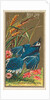 Blue Jay, from the Birds of America series for Allen & Ginter Cigarettes Brands, 1888 by Allen & Ginter