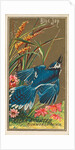 Blue Jay, from the Birds of America series for Allen & Ginter Cigarettes Brands, 1888 by Allen & Ginter