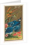 Blue Jay, from the Birds of America series for Allen & Ginter Cigarettes Brands, 1888 by Allen & Ginter