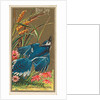 Blue Jay, from the Birds of America series for Allen & Ginter Cigarettes Brands, 1888 by Allen & Ginter