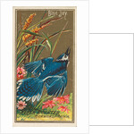 Blue Jay, from the Birds of America series for Allen & Ginter Cigarettes Brands, 1888 by Allen & Ginter