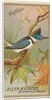 Kingfisher, from the Birds of America series for Allen & Ginter Cigarettes Brands, 1888 by Allen & Ginter