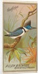 Kingfisher, from the Birds of America series for Allen & Ginter Cigarettes Brands, 1888 by Allen & Ginter