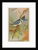 Kingfisher, from the Birds of America series for Allen & Ginter Cigarettes Brands, 1888 by Allen & Ginter