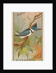 Kingfisher, from the Birds of America series for Allen & Ginter Cigarettes Brands, 1888 by Allen & Ginter