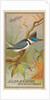Kingfisher, from the Birds of America series for Allen & Ginter Cigarettes Brands, 1888 by Allen & Ginter
