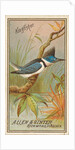 Kingfisher, from the Birds of America series for Allen & Ginter Cigarettes Brands, 1888 by Allen & Ginter