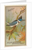 Kingfisher, from the Birds of America series for Allen & Ginter Cigarettes Brands, 1888 by Allen & Ginter