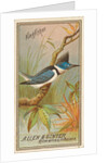 Kingfisher, from the Birds of America series for Allen & Ginter Cigarettes Brands, 1888 by Allen & Ginter