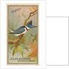 Kingfisher, from the Birds of America series for Allen & Ginter Cigarettes Brands, 1888 by Allen & Ginter