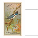 Kingfisher, from the Birds of America series for Allen & Ginter Cigarettes Brands, 1888 by Allen & Ginter