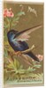 Martin, from the Birds of America series for Allen & Ginter Cigarettes Brands, 1888 by Allen & Ginter