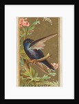 Martin, from the Birds of America series for Allen & Ginter Cigarettes Brands, 1888 by Allen & Ginter