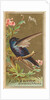 Martin, from the Birds of America series for Allen & Ginter Cigarettes Brands, 1888 by Allen & Ginter