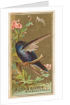 Martin, from the Birds of America series for Allen & Ginter Cigarettes Brands, 1888 by Allen & Ginter