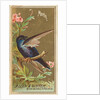 Martin, from the Birds of America series for Allen & Ginter Cigarettes Brands, 1888 by Allen & Ginter