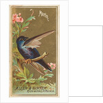 Martin, from the Birds of America series for Allen & Ginter Cigarettes Brands, 1888 by Allen & Ginter