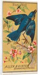 Blue Bird, from the Birds of America series for Allen & Ginter Cigarettes Brands, 1888 by Allen & Ginter