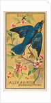 Blue Bird, from the Birds of America series for Allen & Ginter Cigarettes Brands, 1888 by Allen & Ginter