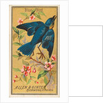 Blue Bird, from the Birds of America series for Allen & Ginter Cigarettes Brands, 1888 by Allen & Ginter