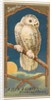 Snowy Owl, from the Birds of America series for Allen & Ginter Cigarettes Brands, 1888 by Allen & Ginter