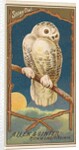 Snowy Owl, from the Birds of America series for Allen & Ginter Cigarettes Brands, 1888 by Allen & Ginter