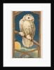 Snowy Owl, from the Birds of America series for Allen & Ginter Cigarettes Brands, 1888 by Allen & Ginter