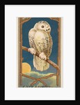 Snowy Owl, from the Birds of America series for Allen & Ginter Cigarettes Brands, 1888 by Allen & Ginter