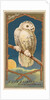 Snowy Owl, from the Birds of America series for Allen & Ginter Cigarettes Brands, 1888 by Allen & Ginter