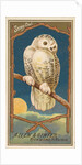 Snowy Owl, from the Birds of America series for Allen & Ginter Cigarettes Brands, 1888 by Allen & Ginter