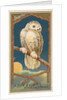 Snowy Owl, from the Birds of America series for Allen & Ginter Cigarettes Brands, 1888 by Allen & Ginter